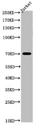 TP73 Antibody