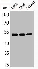 TUBA1A Antibody