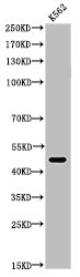 TUBA1A Antibody