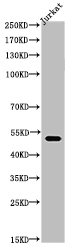 TUBA1A Antibody