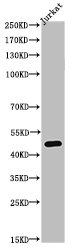 TUBA1A Antibody