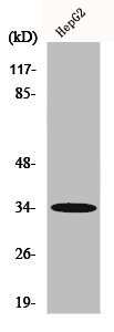 ACKR2 Antibody