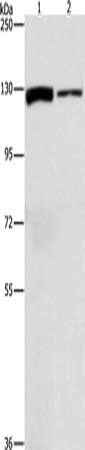 ACLY Antibody