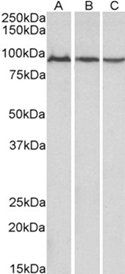 Aconitase 2 (aa541-555) Antibody