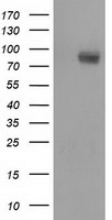 ACO2 Antibody