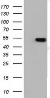 Aconitase 2 Antibody