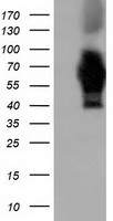 ACO2 Antibody