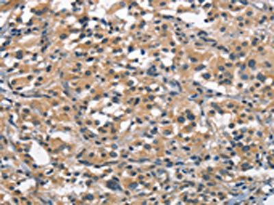 ACP4 Antibody