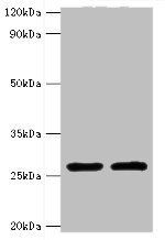 ACRV1 Antibody