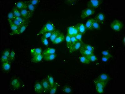 ACTA1 Antibody