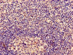 ACTB Antibody
