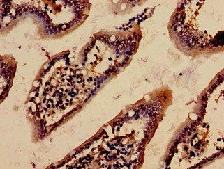 ACTB Antibody