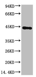 ACTB Antibody