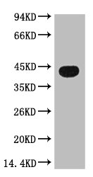 ACTB Antibody