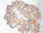 ACTB Antibody