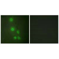 ACTL6A Antibody
