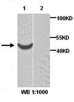 ACTR1B Rabbit Polyclonal Antibody