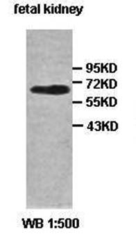 ACTR5 Rabbit Polyclonal Antibody