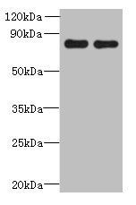ACTR8 Antibody