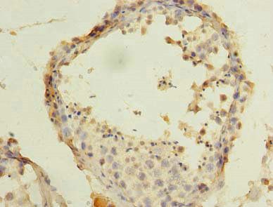 ACTRT3 Antibody