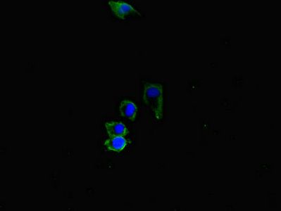 ACVRL1 Antibody