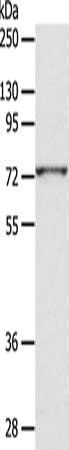 ADAM10 Antibody