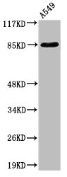ADAM10 Antibody