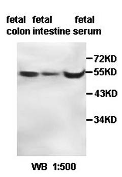 ADAMDEC1 Rabbit Polyclonal Antibody