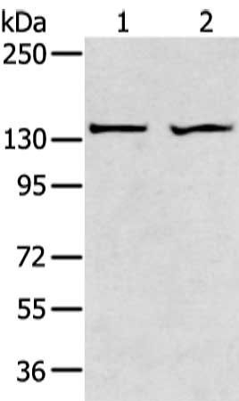 ADAMTS2 Antibody