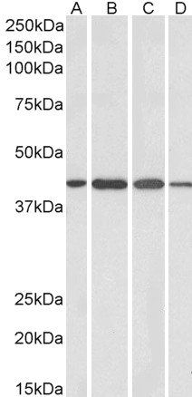 CENTA1 Antibody
