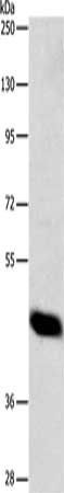 ADAP1 Antibody