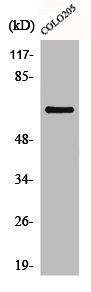 COQ8A Antibody