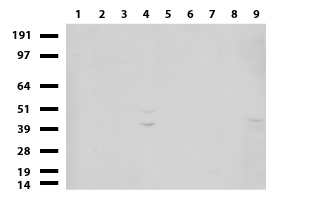 COQ8A Antibody