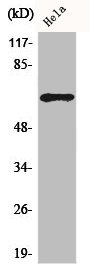 ADCK5 Antibody