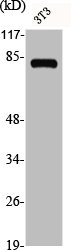ADD3 Antibody