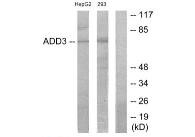 ADD3 Antibody