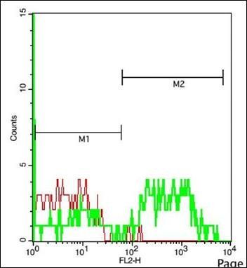 Adenovirus hexon protein Rabbit Polyclonal Antibody