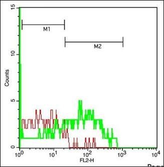 Adenovirus hexon protein Rabbit Polyclonal Antibody