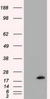 AK1 Antibody