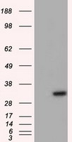 Adenylate Kinase 1 Antibody