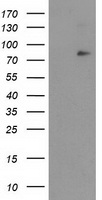 ADI1 Antibody