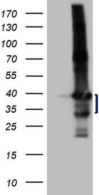 Adiponectin Antibody