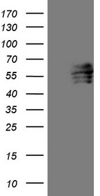 Adiponectin Antibody
