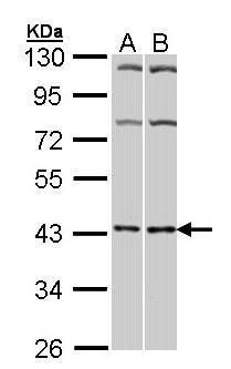 adenosine A2a receptor Antibody