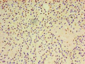 ARF6 Antibody