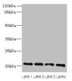 ARF6 Antibody