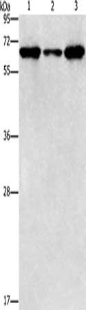 ADRA1A Antibody
