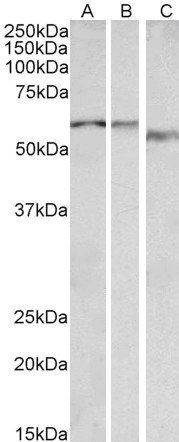 ADRA1B Antibody