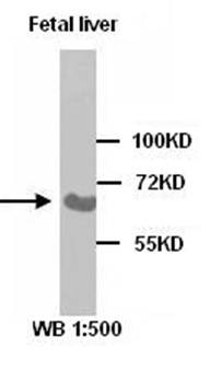 ADRA1D Rabbit Polyclonal Antibody