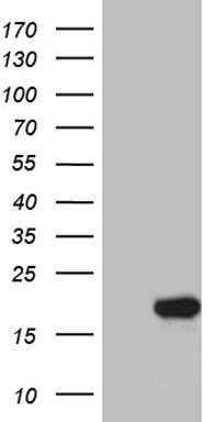 AAAS Antibody